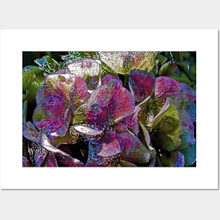 Colorful Hydrangea Ornament Posters and Art